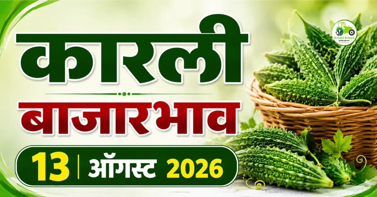 13 ऑगस्ट 2026 कारली बाजारभाव : महाराष्ट्रातील आजचे कारल्याचे दर