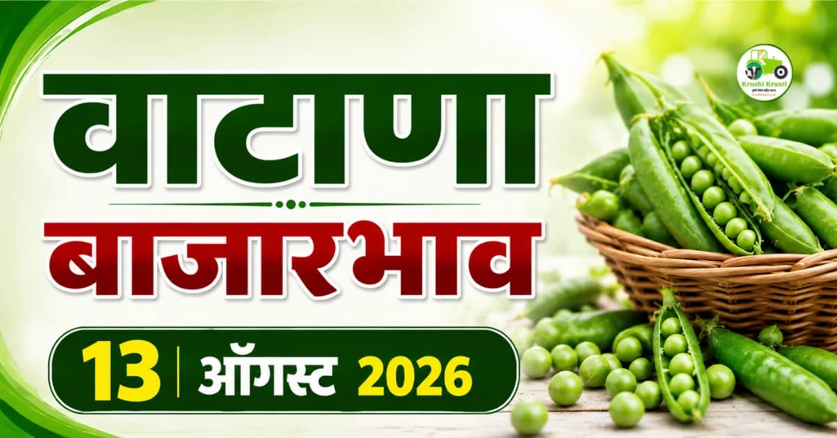 13 ऑगस्ट 2026 वाटाणा बाजारभाव : पुणे आणि मुंबई बाजारातील आजचे दर