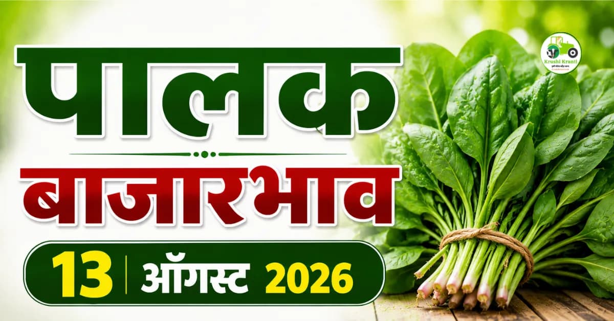 13 ऑगस्ट 2026 पालक बाजारभाव : महाराष्ट्रातील आजचे पालकाचे दर