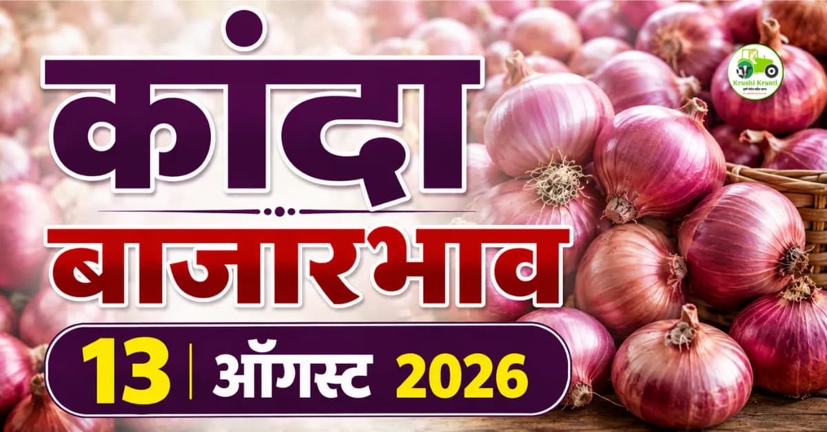 13 ऑगस्ट 2026 कांदा बाजारभाव : महाराष्ट्रातील आजचे कांद्याचे दर