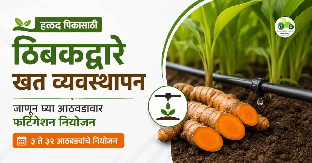 हळद पिकासाठी ठिबक सिंचनाद्वारे खत व्यवस्थापन कसे करावे?