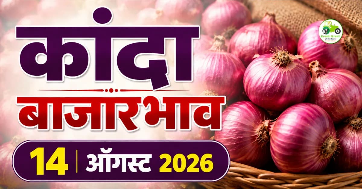 कांदा बाजारभाव 14 ऑगस्ट 2026: राज्यातील प्रमुख बाजार समित्यांमध्ये कांद्याला किती दर?