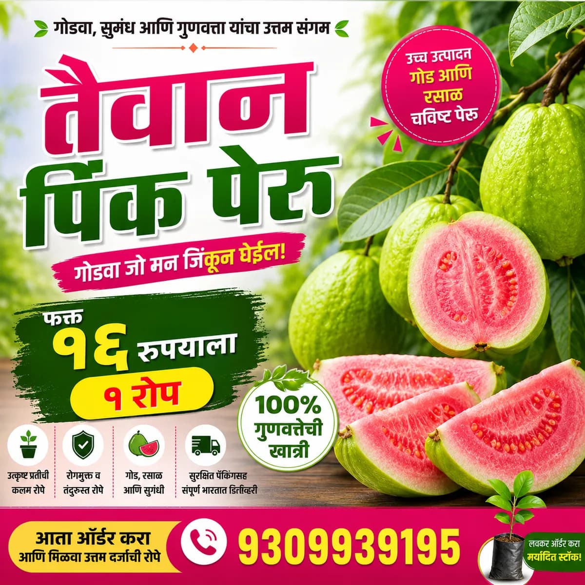 स्वातंत्र्य दिनानिमित्त 10% OFF | तैवान पिंक पेरू ₹16 | बॉल सुंदरी अॅपल बोर