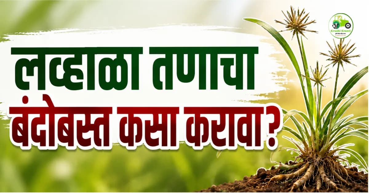 लव्हाळा तणाचा बंदोबस्त कसा करावा? जाणून घ्या लव्हाळा नियंत्रणाच्या प्रभावी पद्धती