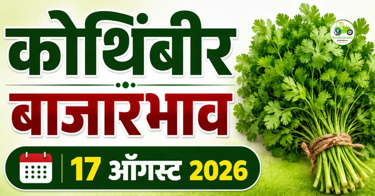 कोथिंबीर बाजारभाव 17 ऑगस्ट 2026: कोल्हापुरात ₹3,500 कमाल दर, पुण्यात मोठी आवक