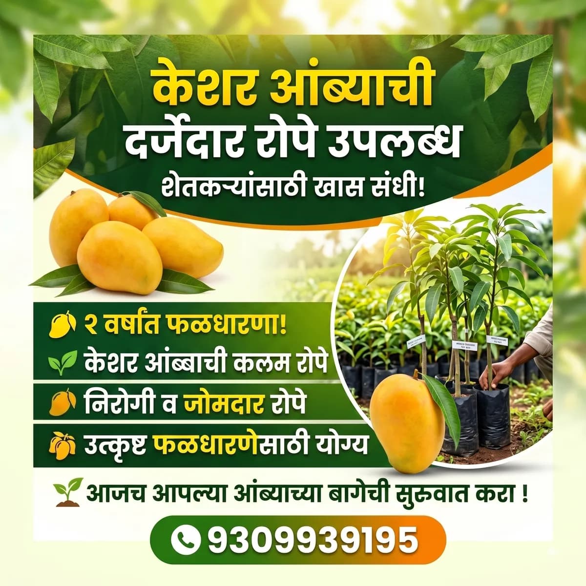 केशर आंब्याची दर्जेदार रोपे उपलब्ध