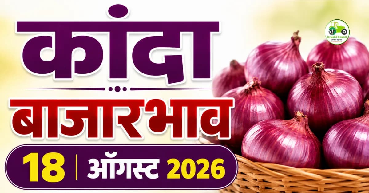 कांदा बाजारभाव 18 ऑगस्ट 2026