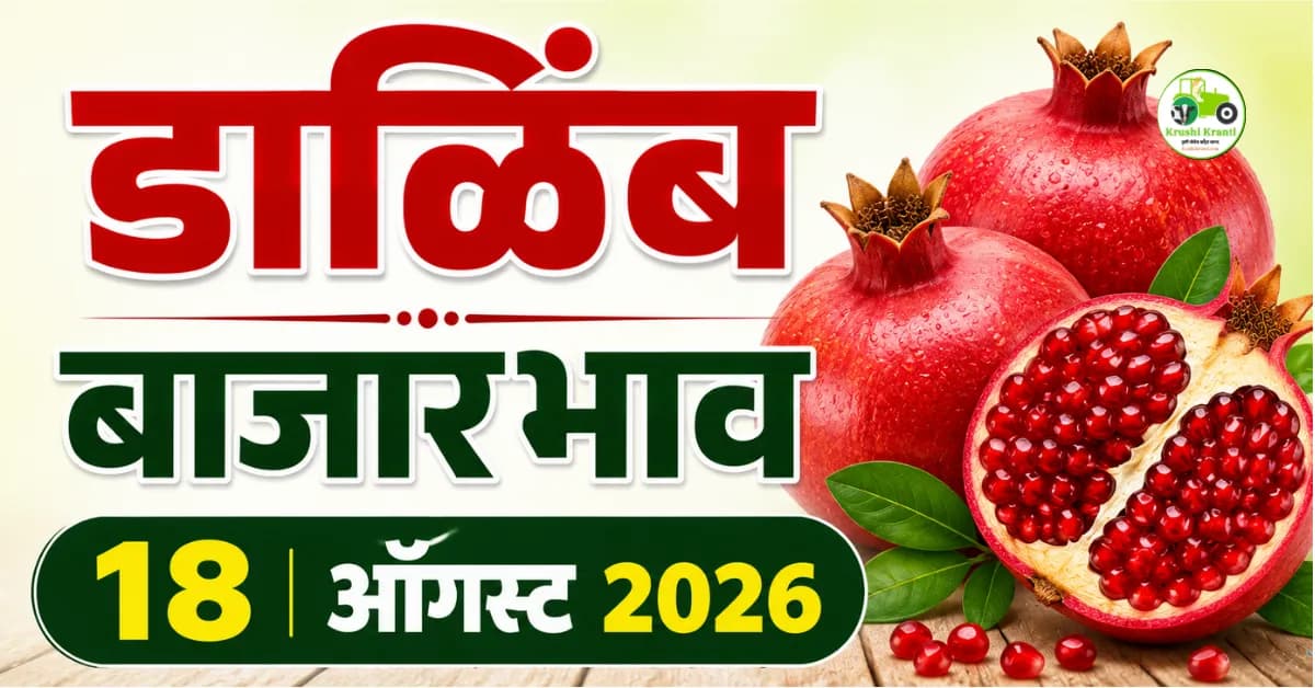 डाळिंब बाजारभाव 18 ऑगस्ट 2026 | आजचे डाळिंब दर