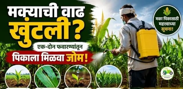 मक्याची वाढ खुंटली? एक-दोन फवारण्यांमधून पिकाला पुन्हा जोम मिळवण्याबाबत मार्गदर्शन