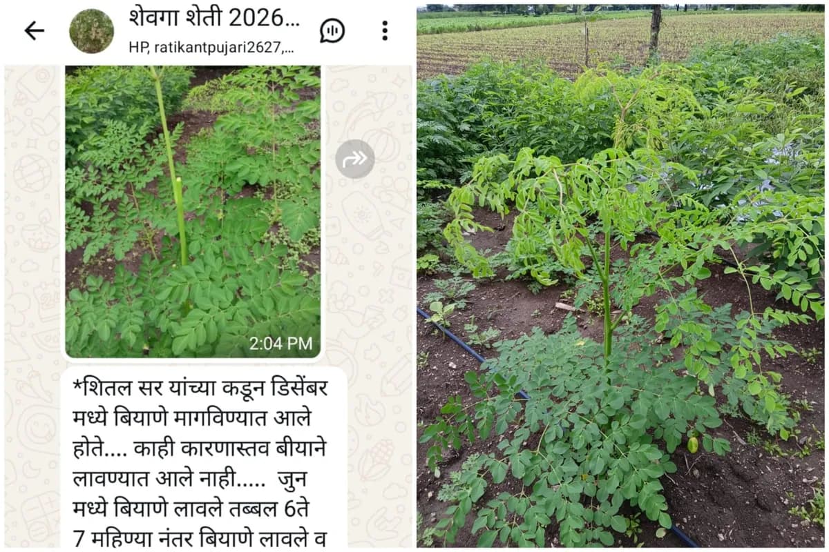 ODC-3 शेवगा बियाणे विक्रीसाठी उपलब्ध