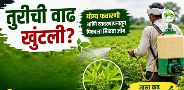 तुरीची वाढ खुंटली? योग्य फवारणी आणि व्यवस्थापनातून पिकाला मिळवा जोम