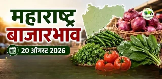 महाराष्ट्र बाजारभाव : दर काय?