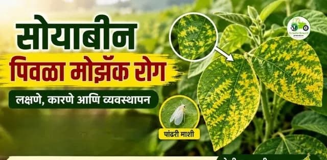 सोयाबीन पिकातील पिवळा मोझॅक रोग कसा रोखावा? शेतकऱ्यांसाठी महत्त्वाची माहिती