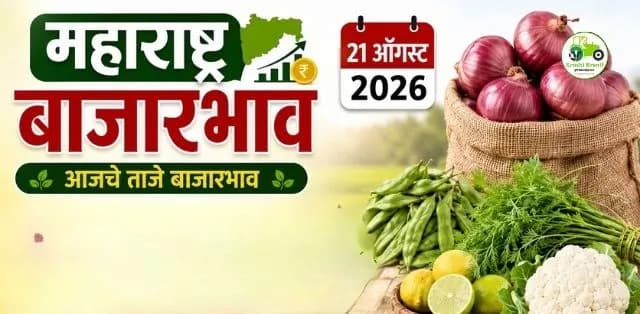 महाराष्ट्र बाजारभाव २१ ऑगस्ट २०२६: कांदा, गवार, शेपू, लिंबू आणि फ्लॉवरचे दर