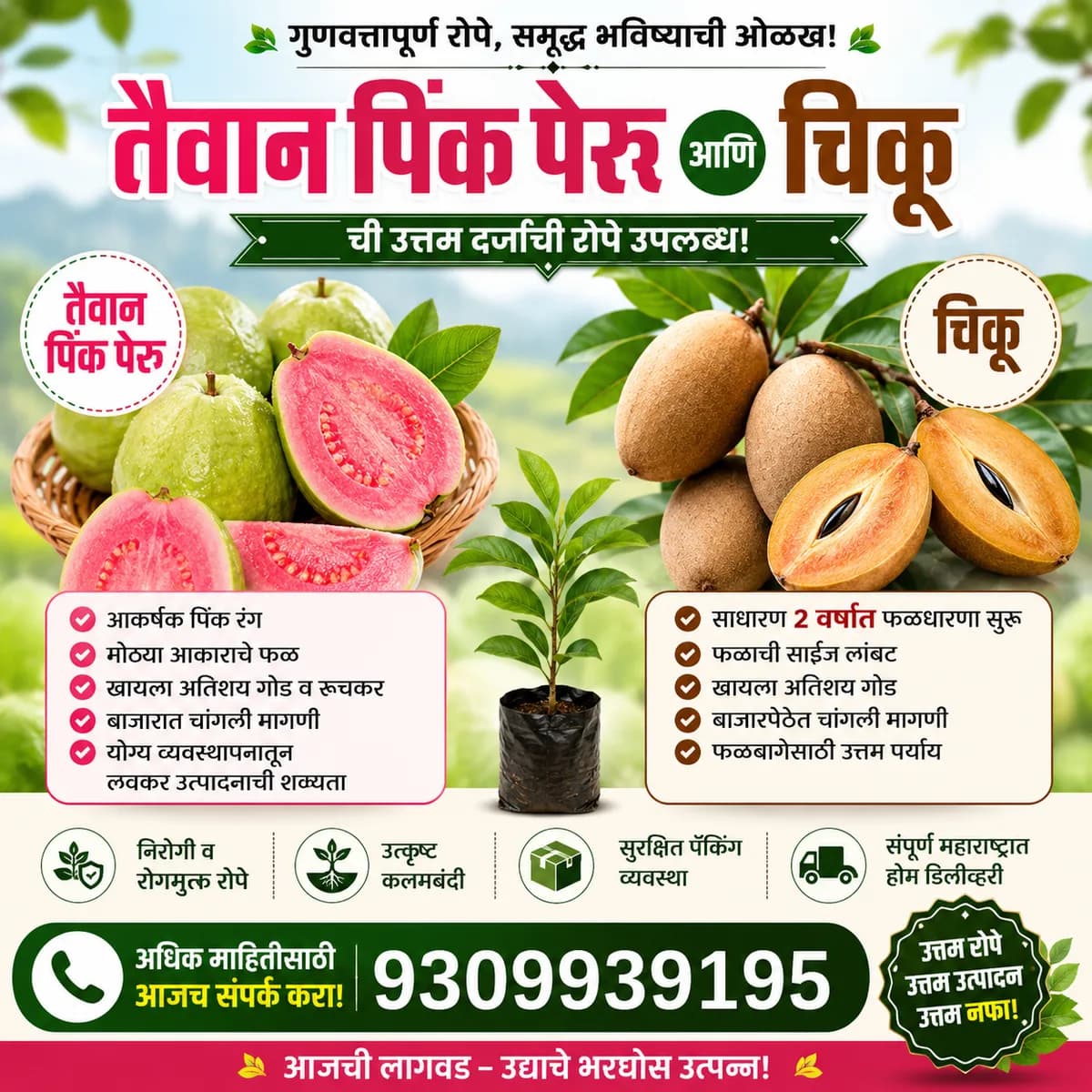 तैवान पिंक पेरू आणि गोड चवदार चिकूची रोपे उपलब्ध!