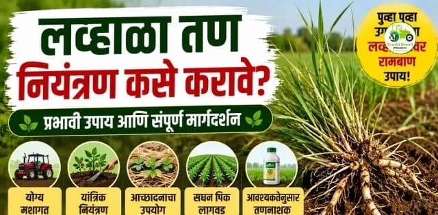 लव्हाळा तणाचे एकात्मिक नियंत्रण कसे करावे? शेतकऱ्यांसाठी महत्त्वाची माहिती