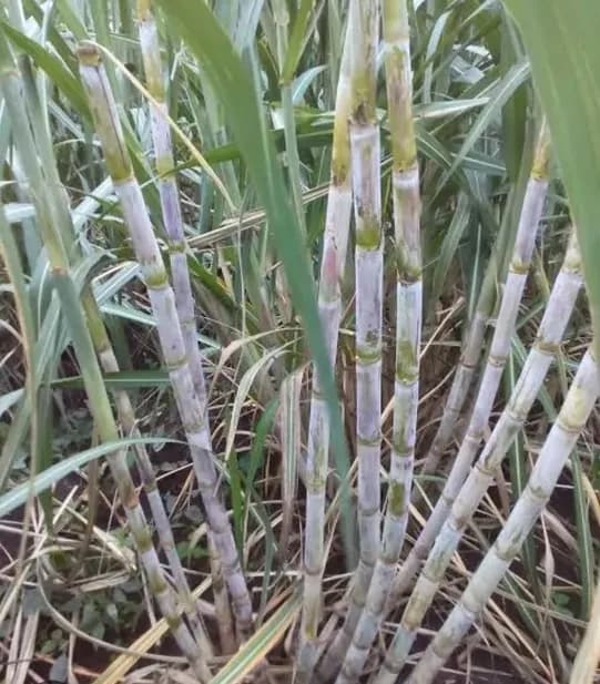 जनावरांसाठी उत्तम चारा म्हणून ऊस उपलब्ध