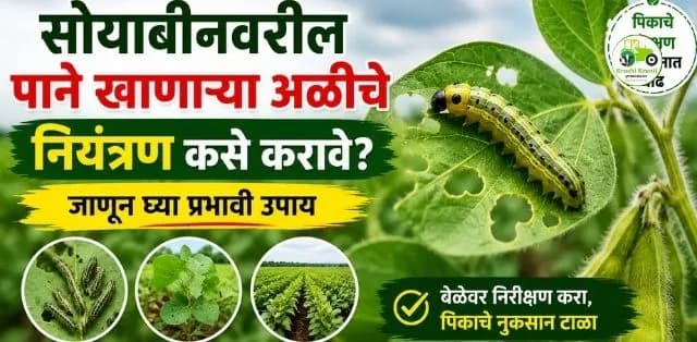 सोयाबीनवरील पाने खाणाऱ्या अळीचे नियंत्रण कसे करावे? जाणून घ्या प्रभावी उपाय