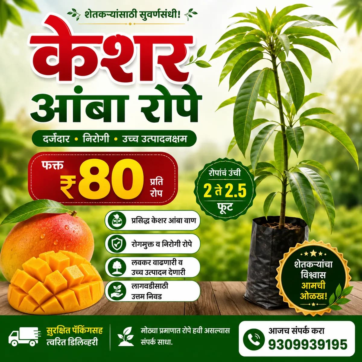 केशर आंब्याची २ ते २.५ फूट रोपे फक्त ₹८०
