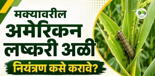 मक्यावरील अमेरिकन लष्करी अळीचे नियंत्रण कसे करावे? जाणून घ्या एकात्मिक व्यवस्थापन