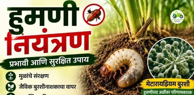 हुमणी नियंत्रणासाठी जैविक बुरशीनाशक किती फायदेशीर? जाणून घ्या प्रभावी उपाय