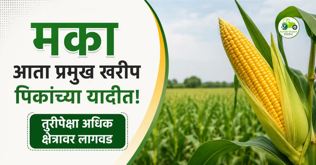 मका आता प्रमुख खरीप पिकांच्या यादीत; तुरीपेक्षा अधिक क्षेत्रावर लागवड