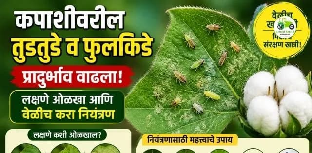 कपाशीवरील तुडतुडे आणि फुलकिडींचा प्रादुर्भाव वाढतोय; लक्षणे ओळखून वेळीच करा नियंत्रण