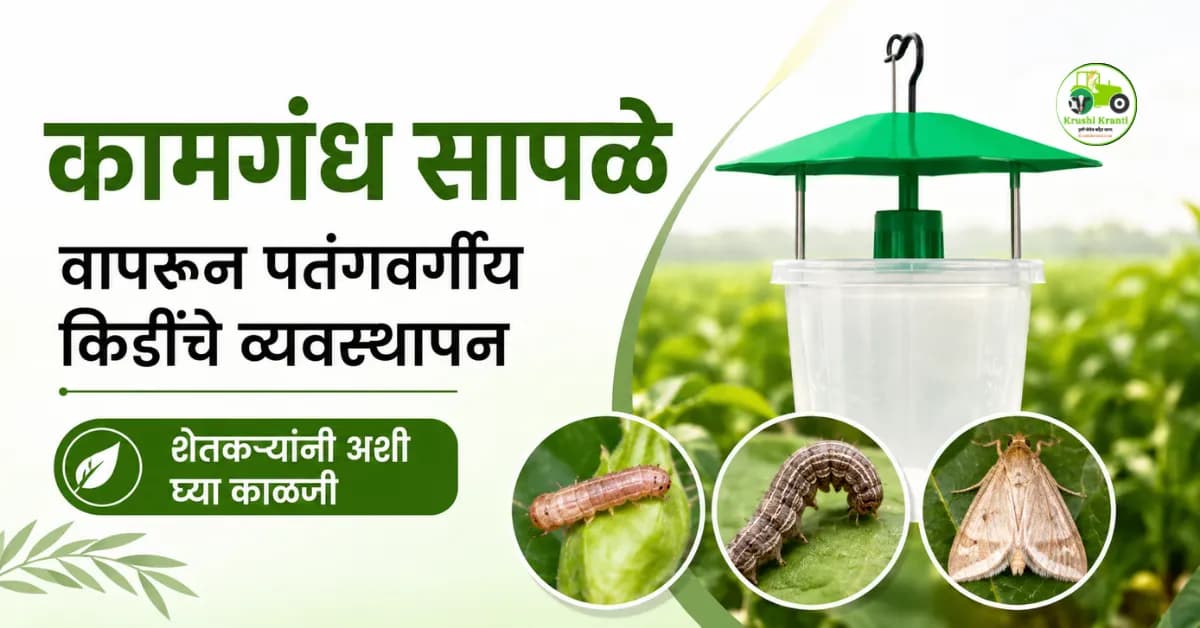 कामगंध सापळ्यांचा वापर करून पतंगवर्गीय किडींचे व्यवस्थापन; शेतकऱ्यांनी अशी घ्या काळजी