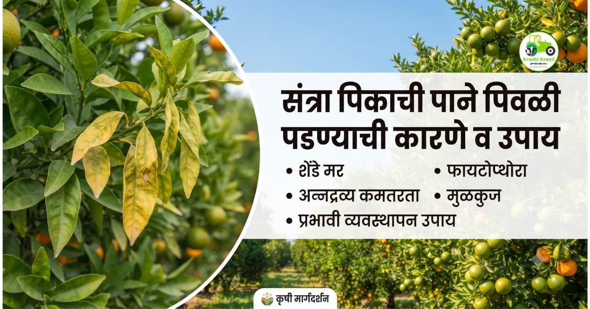 संत्रा पिकाची पाने पिवळी पडत आहेत? जाणून घ्या संभाव्य कारणे आणि उपाययोजना