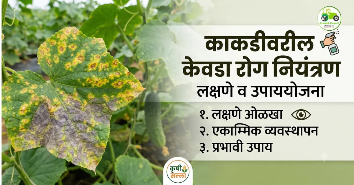 काकडी पिकावर केवडा रोगाचा प्रादुर्भाव? जाणून घ्या लक्षणे आणि प्रभावी व्यवस्थापन