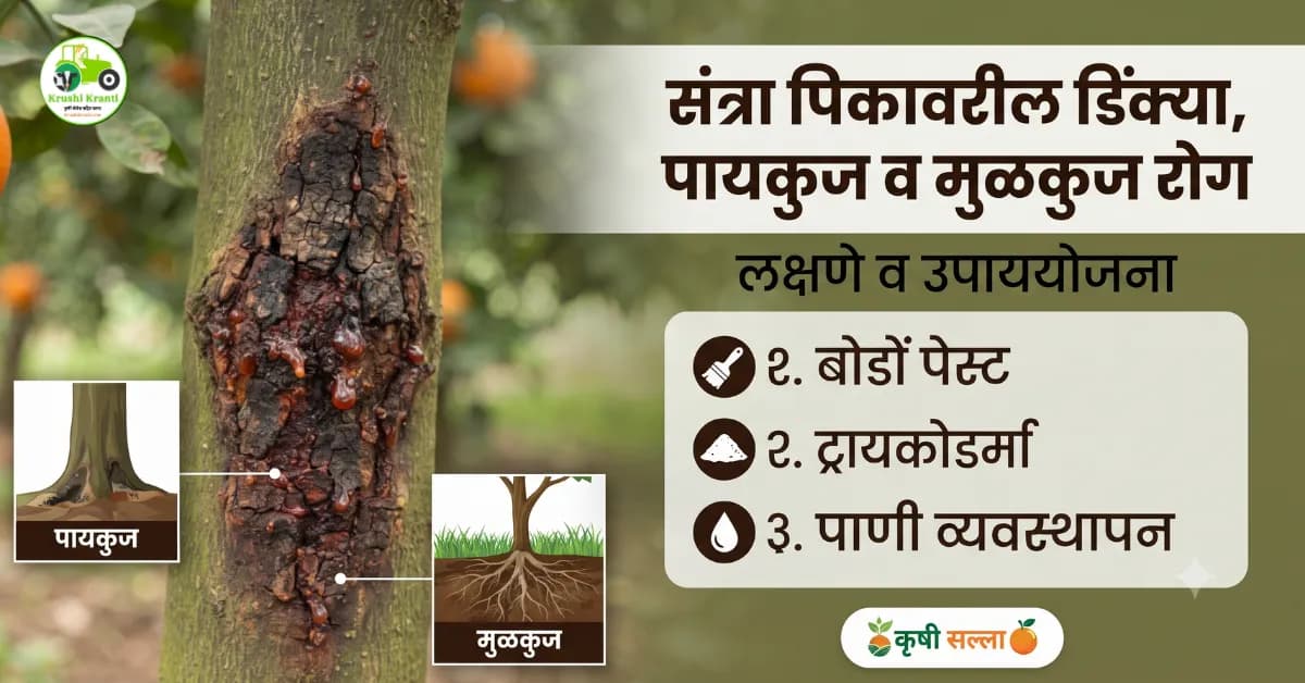 संत्रा पिकावर डिंक्या, पायकुज आणि मुळकुज रोगाचा प्रादुर्भाव? जाणून घ्या लक्षणे आणि व्यवस्थापन
