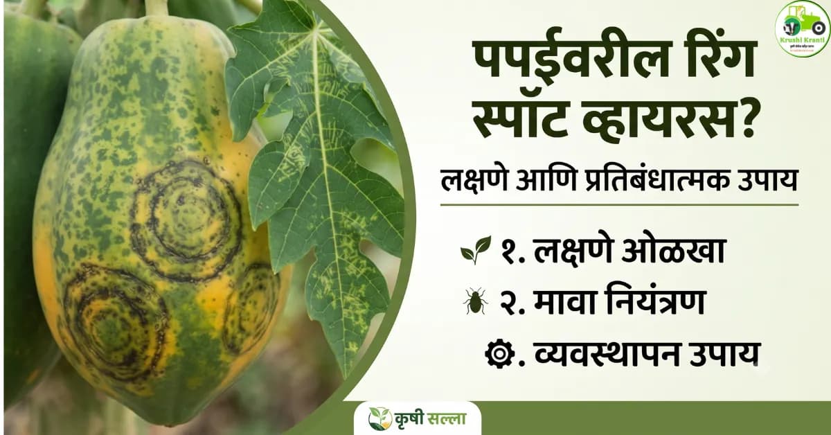 पपईवरील रिंग स्पॉट व्हायरसचा प्रादुर्भाव? जाणून घ्या लक्षणे आणि प्रतिबंधात्मक उपाय