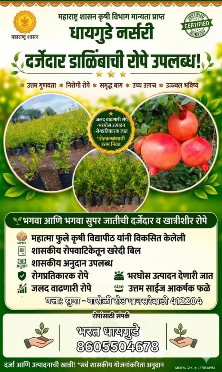 भगवा व सुपर भगवा डाळिंब रोपे विक्रीसाठी | शासन मान्य नर्सरी