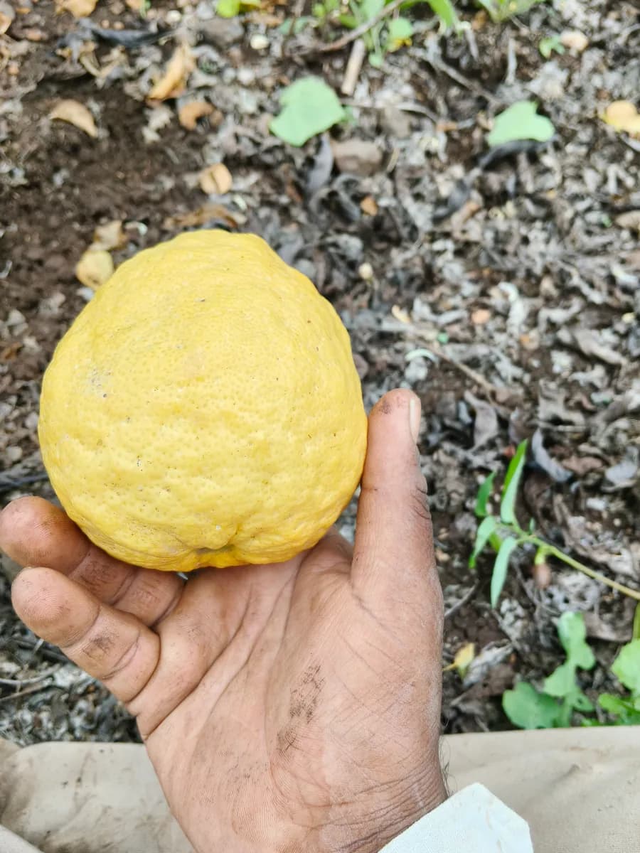 गळ लिंबू विक्रीसाठी उपलब्ध | ताजे गळ लिंबू फळ