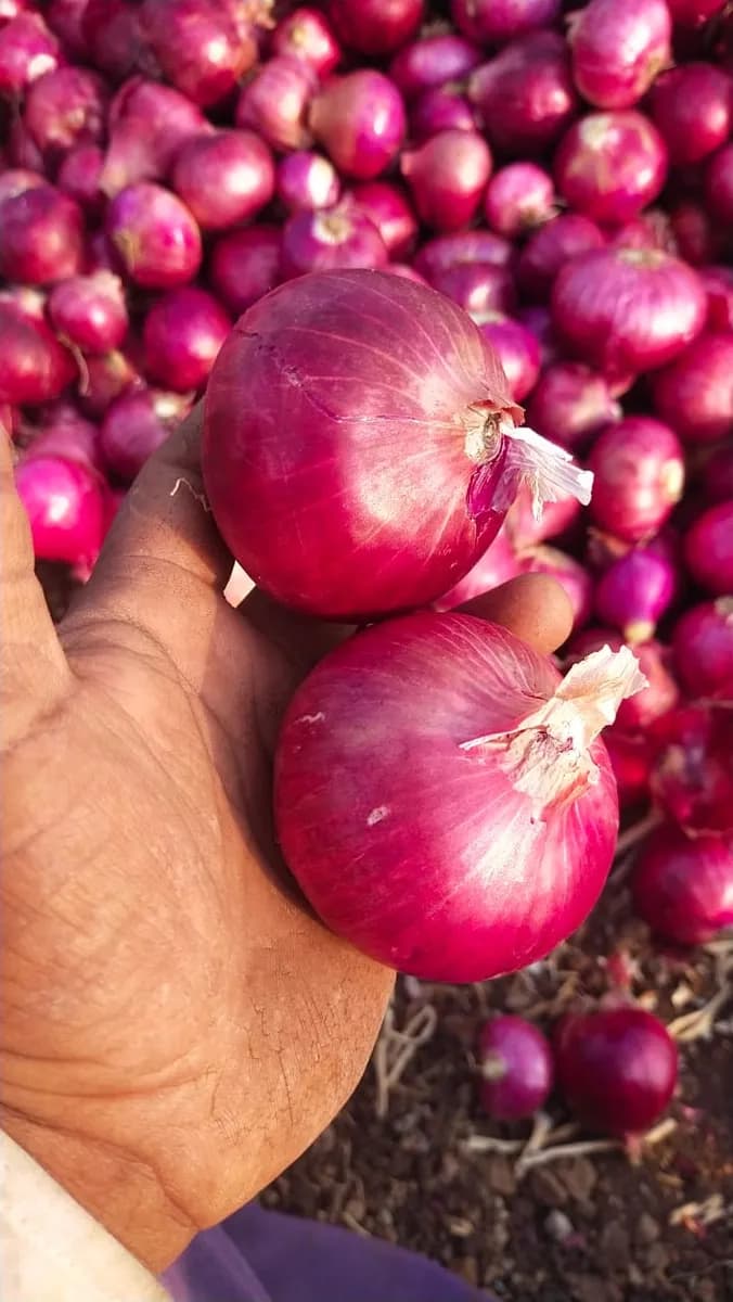 MPKV राहुरी विकसित कांदा बियाणे विक्रीसाठी