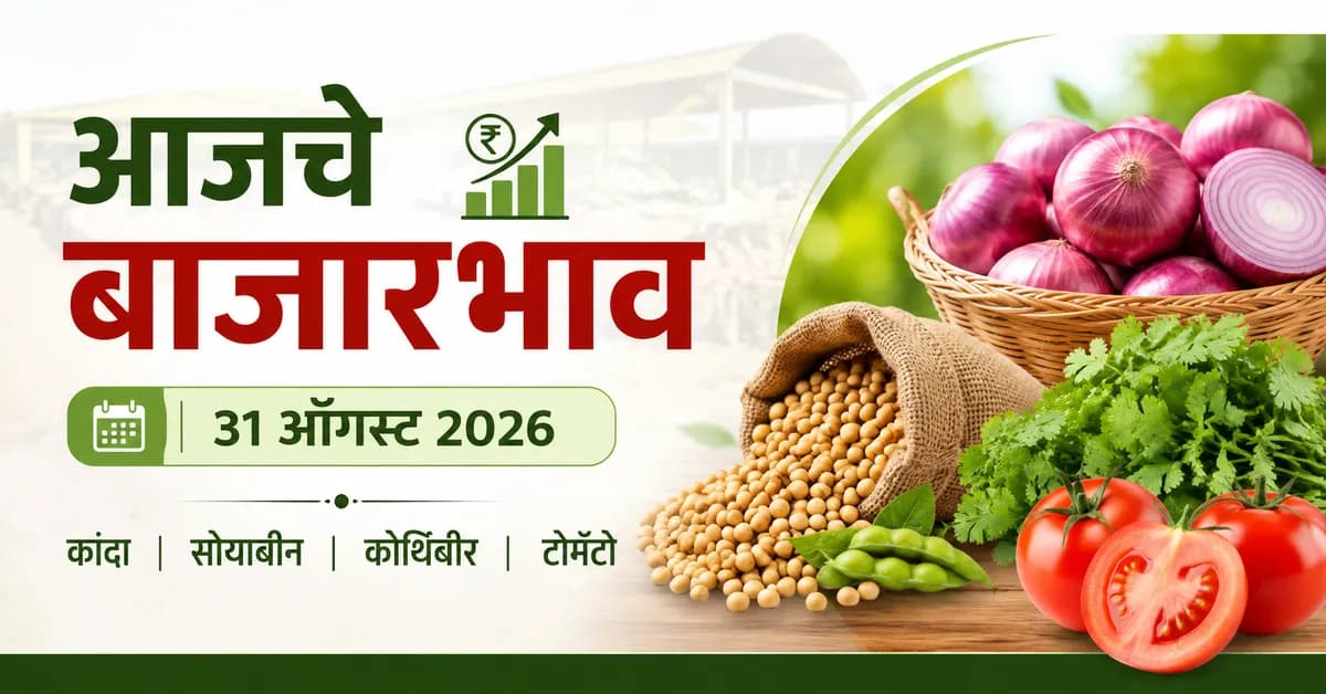 आजचे कांदा, सोयाबीन, कोथिंबीर आणि टोमॅटो बाजारभाव 31 ऑगस्ट 2026; जाणून घ्या कमाल दर
