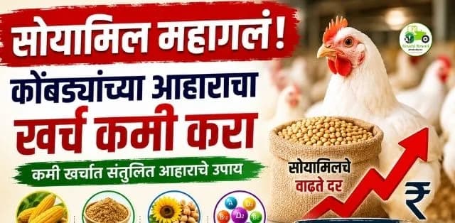 सोयामिल महागलं! कोंबड्यांच्या आहारावरील खर्च कमी करण्यासाठी काय कराल?