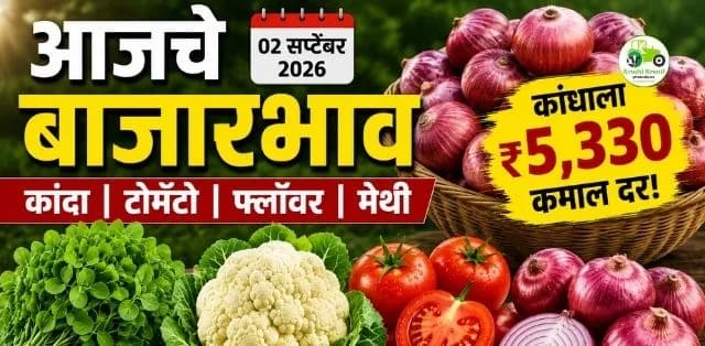 आजचे कांदा, टोमॅटो, फ्लॉवर आणि मेथीचे बाजारभाव