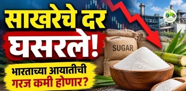 जागतिक बाजारात साखरेचे दर घसरले; भारताची आयातीची गरज कमी होण्याची शक्यता