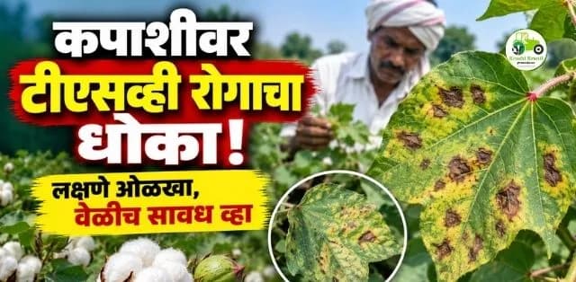 कपाशीवर टीएसव्ही रोगाचा धोका? लक्षणे ओळखा आणि वेळीच नियंत्रण करा