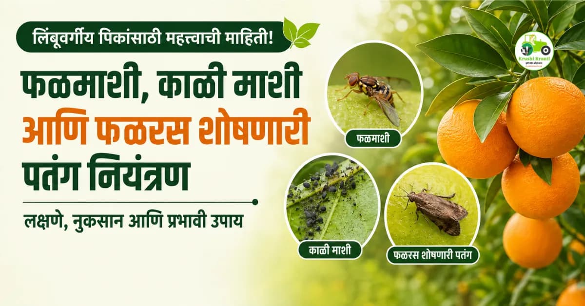 लिंबूवर्गीय पिकांवर फळरस शोषणारी पतंग, फळमाशी आणि काळी माशीचा प्रादुर्भाव; ICAR-CCRI ने सांगितले प्रभावी व्यवस्थापन