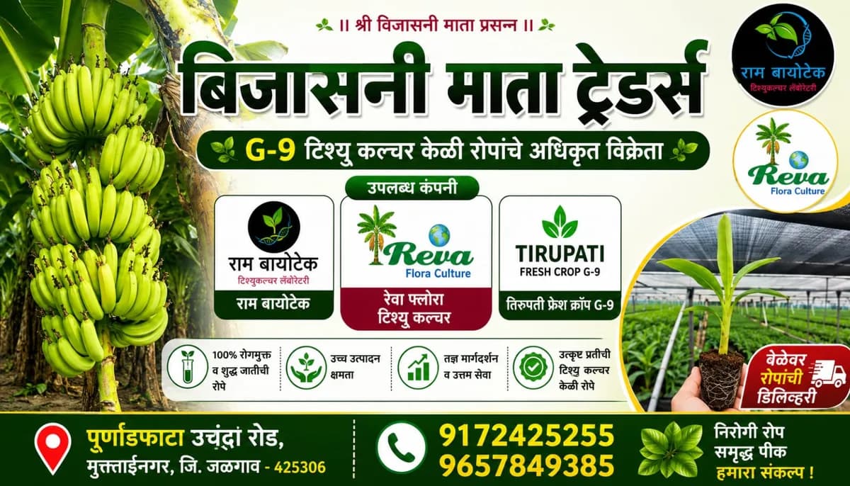 G-9 टिश्यू कल्चर केळी रोपे | बिजासनी माता ट्रेडर्स