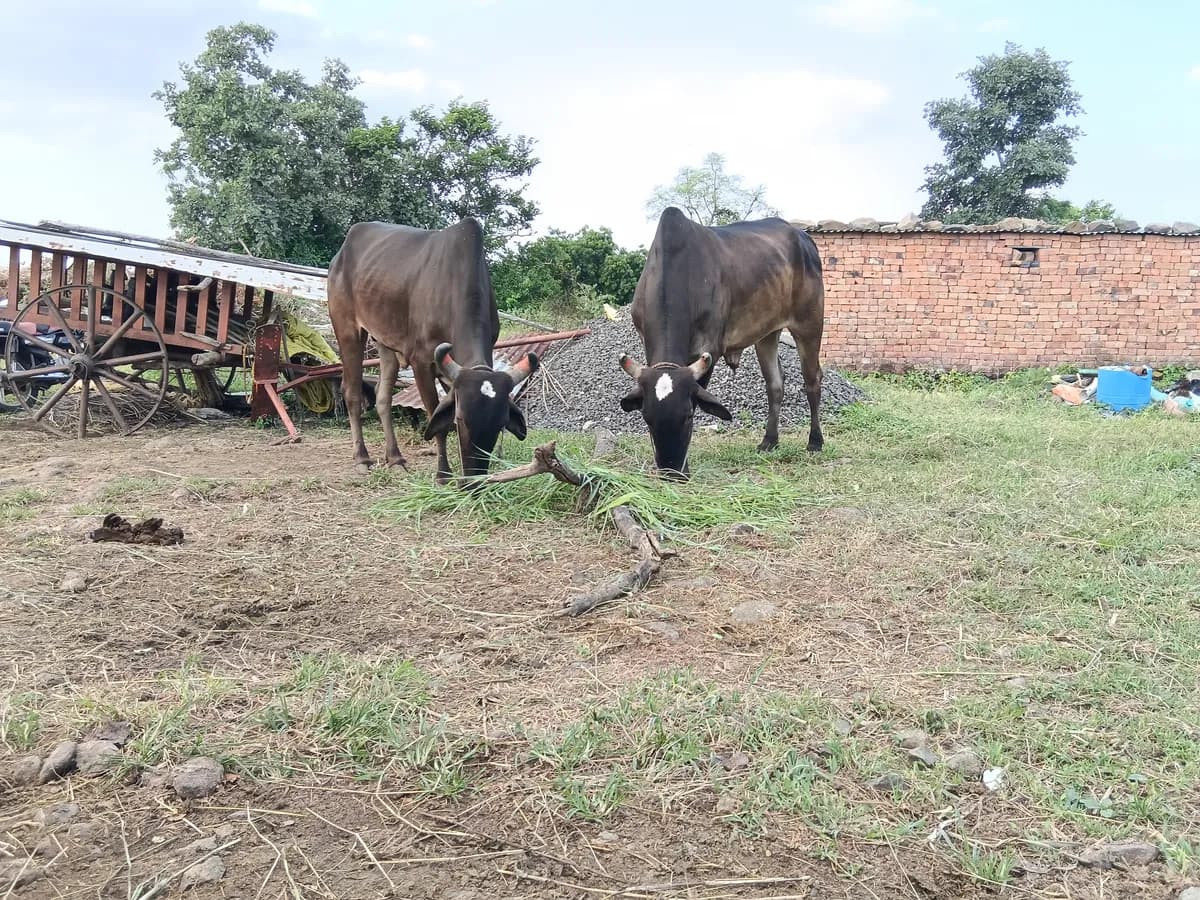 बैलांची मजबूत व कामसू जोडी विक्रीसाठी उपलब्ध
