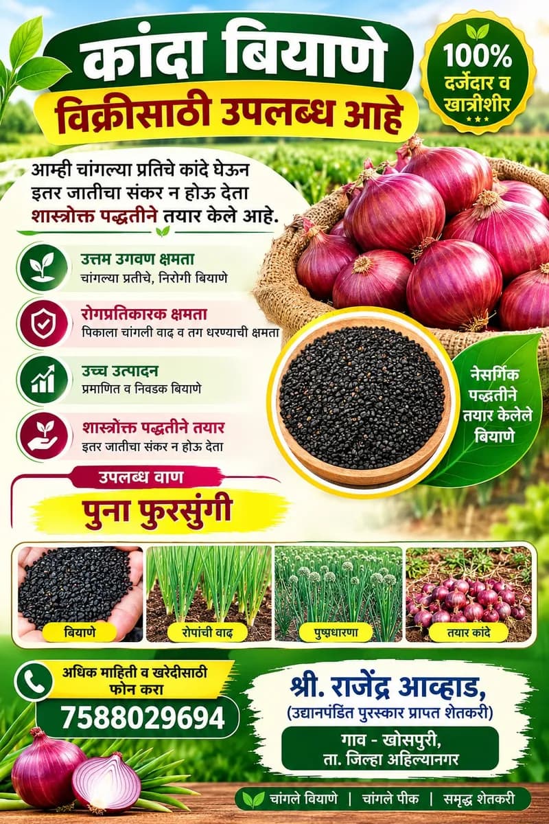 गावरान कांदा पुना फुरसुंगी बियाणे विक्रीसाठी उपलब्ध | शुद्ध व दर्जेदार उन्हाळी कांदा बियाणे