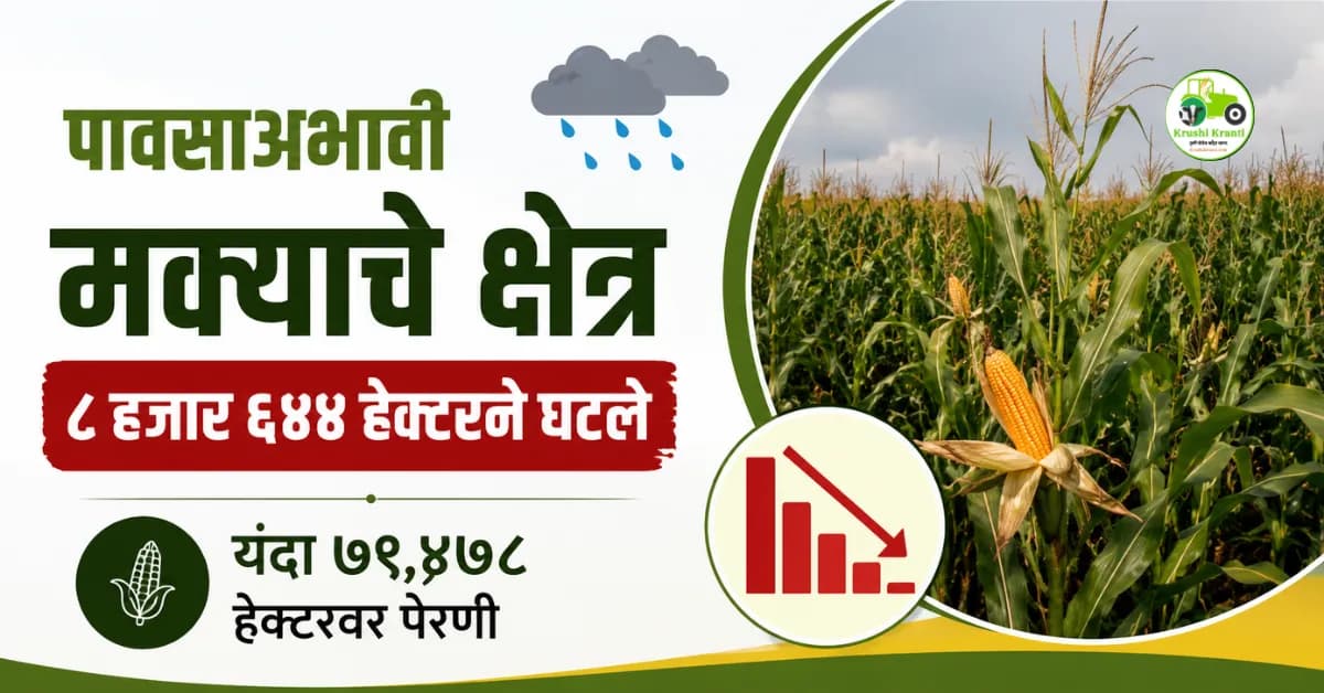 पावसाअभावी मक्याचे क्षेत्र ८ हजार ६४४ हेक्टरने घटले; यंदा ७९,४७८ हेक्टरवर पेरणी