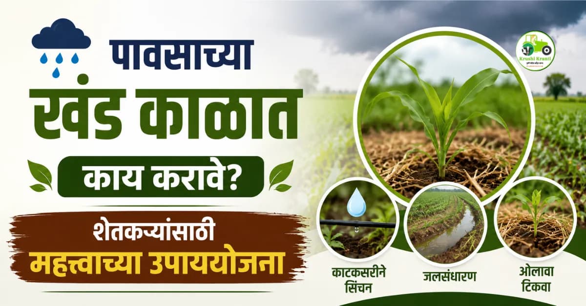पावसाच्या खंड काळात पिकांचे व्यवस्थापन कसे करावे? शेतकऱ्यांसाठी महत्त्वाच्या उपाययोजना