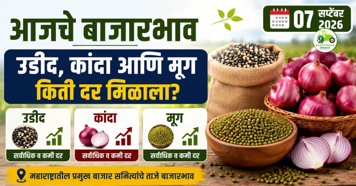 आजचे बाजारभाव: उडीद, कांदा आणि मूगला किती दर मिळाला? ७ सप्टेंबर २०२६