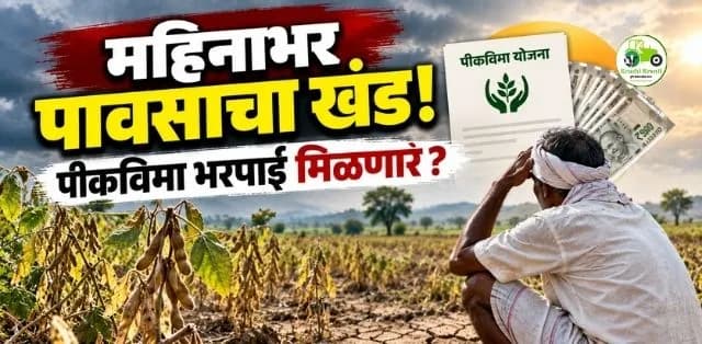 खरिपाची पिके सुकत आहेत, शेतकऱ्यांना अग्रिम पीकविमा भरपाई मिळणार का?