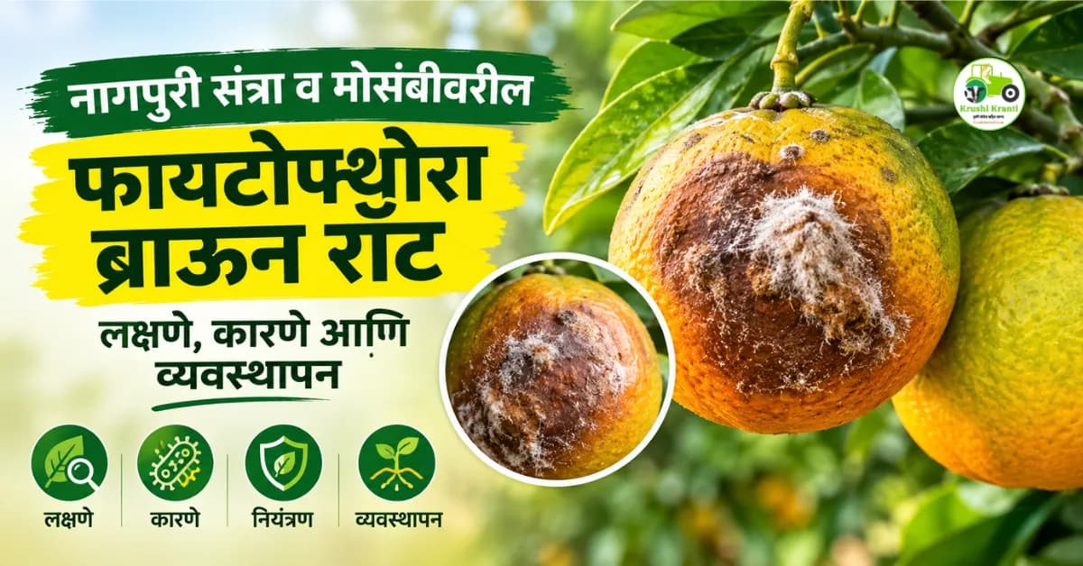 नागपुरी संत्रा व मोसंबीवरील फायटोफ्थोरा ब्राऊन रॉट: लक्षणे, कारणे आणि व्यवस्थापन