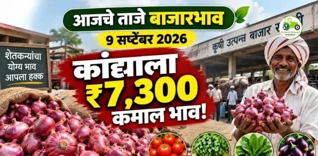 कांद्याला ७,३०० रुपयांचा कमाल दर; वांग्यालाही चांगला भाव